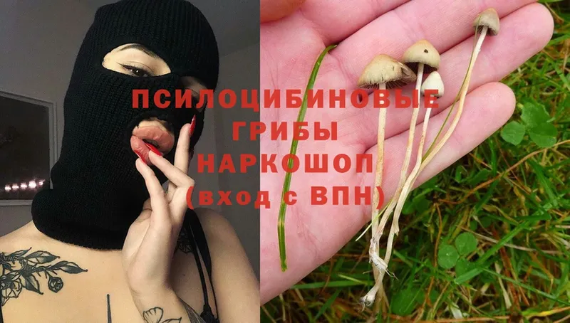 Галлюциногенные грибы Psilocybine cubensis  Нестеровская 